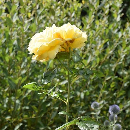 Épaignes Le Cottage Mirabelle מראה חיצוני תמונה