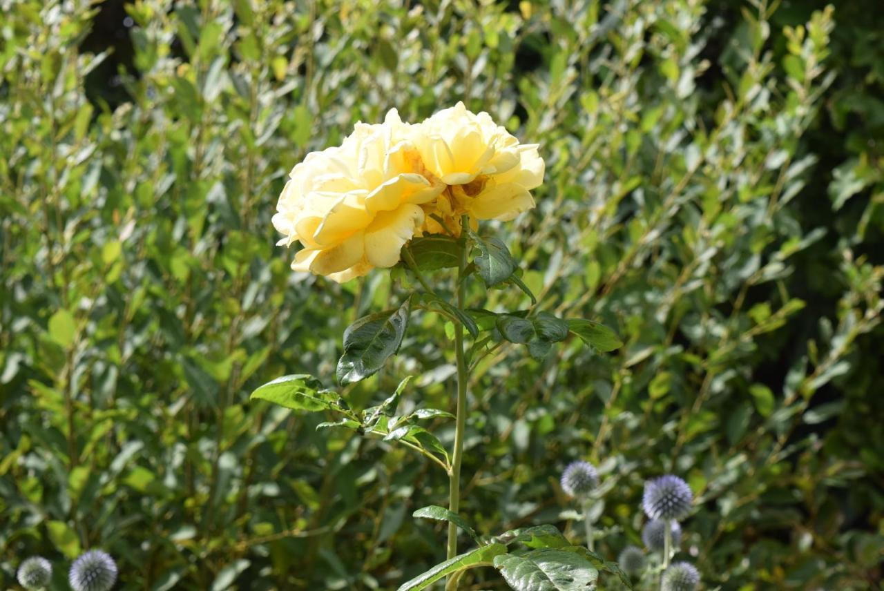 Épaignes Le Cottage Mirabelle מראה חיצוני תמונה