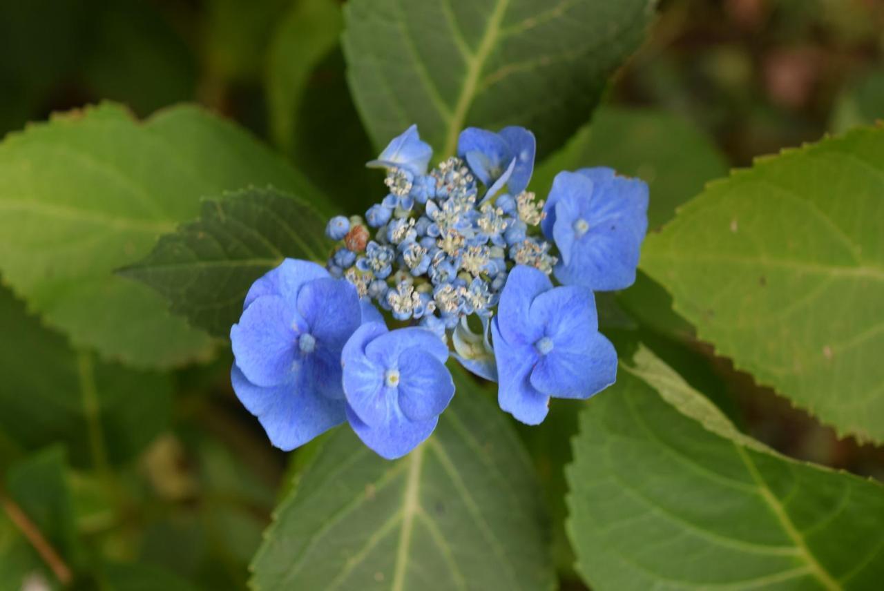 Épaignes Le Cottage Mirabelle מראה חיצוני תמונה